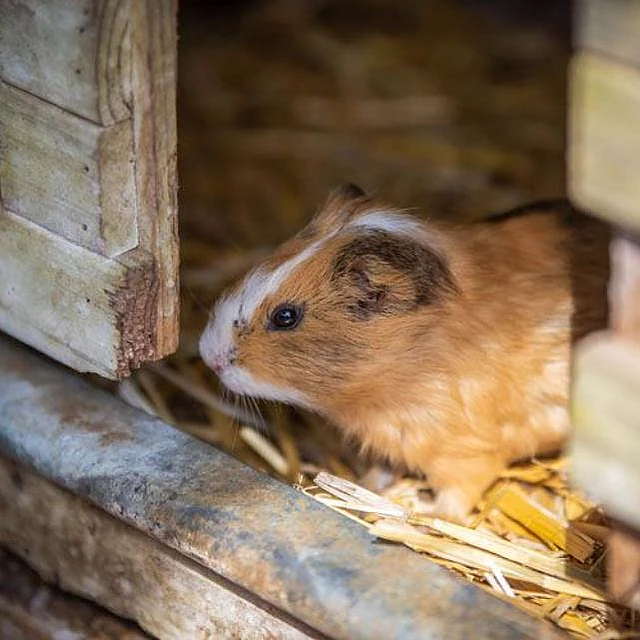 Gasthaus zur Tenne – Meerschweinchen