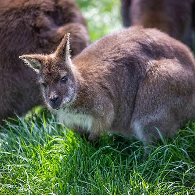 Gasthaus zur Tenne – Wallaby-Junges